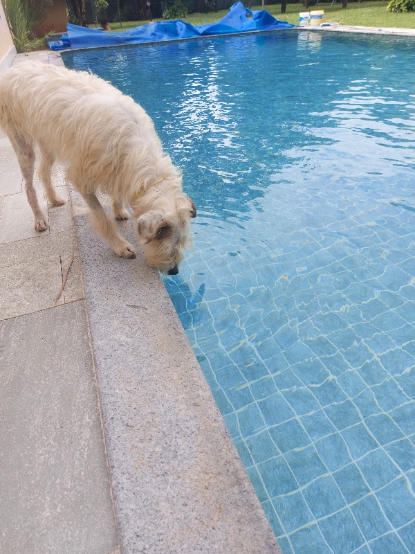 Piscina limpa com cachorro à beira